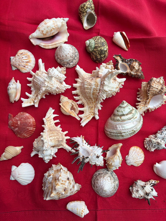 SHELLS