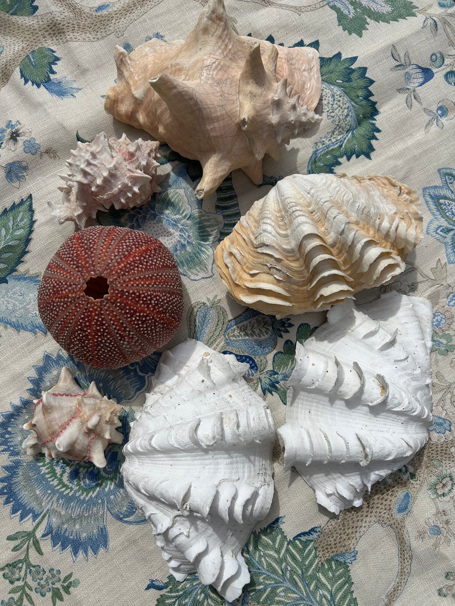 SHELLS
