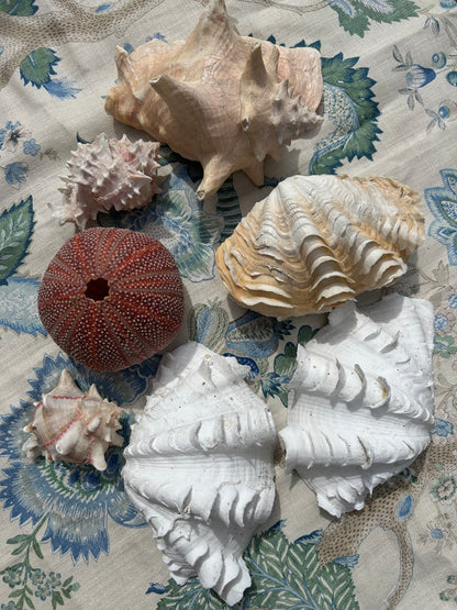 SHELLS