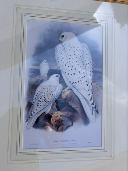BIRDS OF PREY