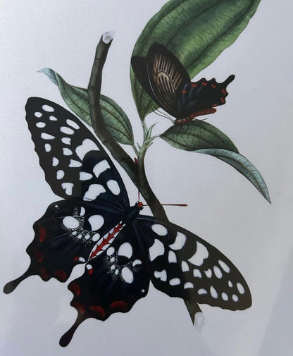 BUTTERFLY PRINT