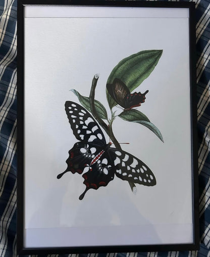 BUTTERFLY PRINT