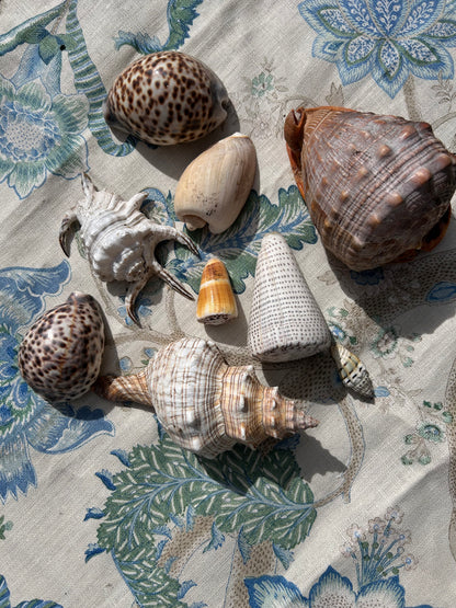 SHELLS