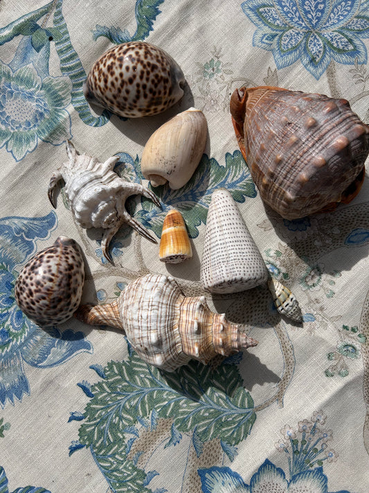 SHELLS