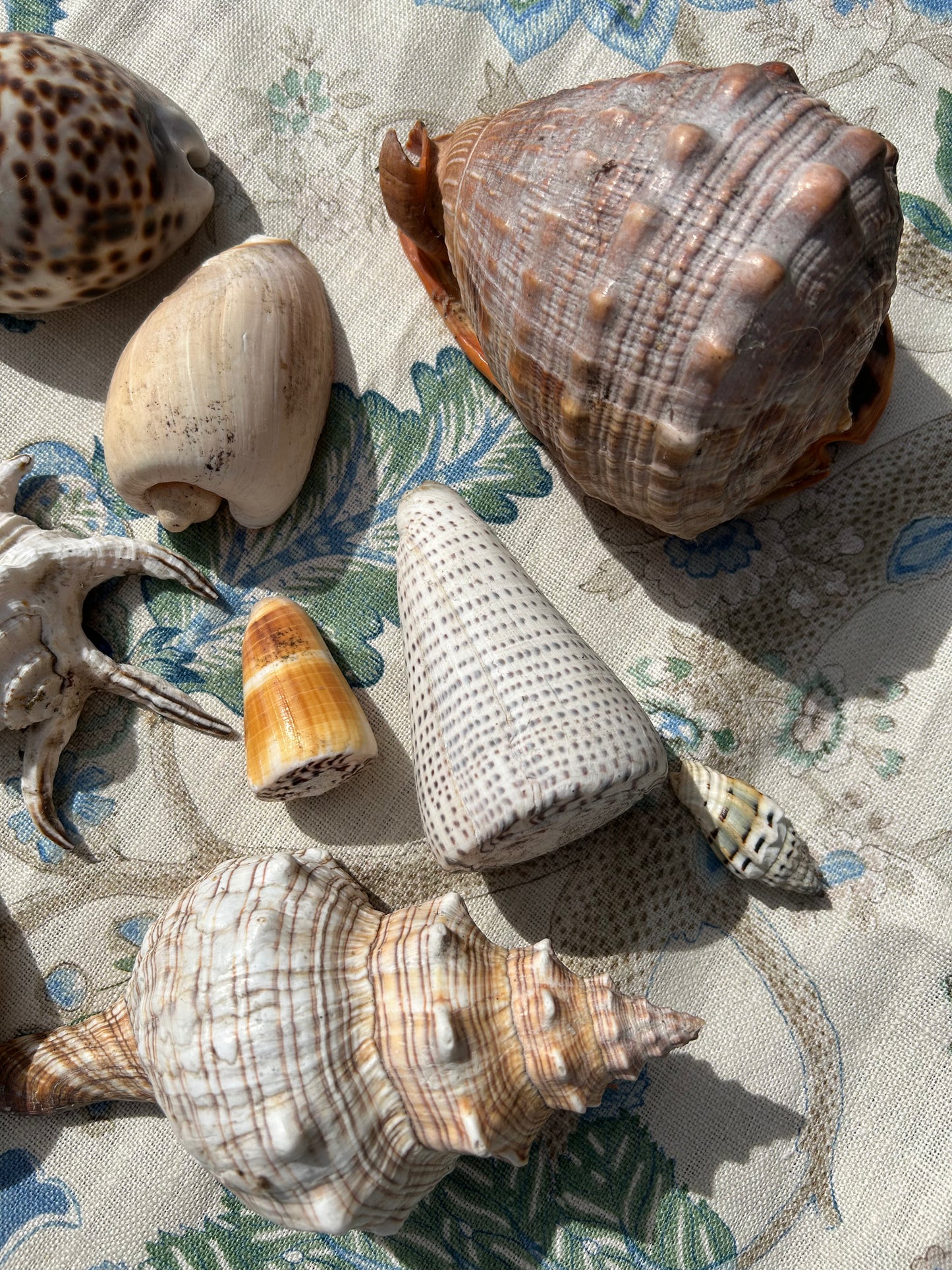 SHELLS