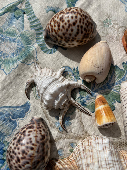 SHELLS